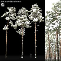 Pinus Sylvestris 31 Winter