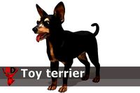 Dog - Toy Terrier