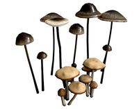 Fairy Ring and Garlic Parachute Mushrooms