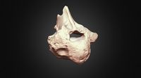 Woolly Rhino 3rd Dorsal Vertebra