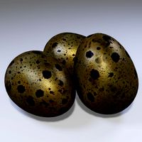 Quail Eggs
