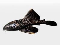 Catfish 3D Model