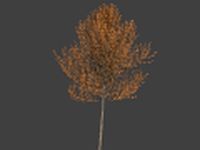 High Poly Autumn Tree 4 3D Model