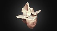 Woolly Rhino 20th? Dorsal Vertebra