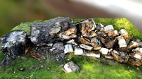 Stump Wood Pile