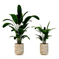 Indoor-plants-in-Concrete-Damaged-001