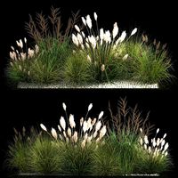 Decorative Bushes For Landscaping 1120