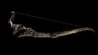 bone bow