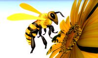 Bee