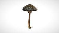 Parasol mushroom 5 - retopo 8K PBR