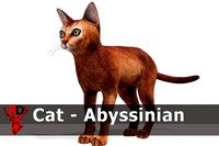 Cat - Abyssinian