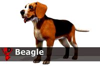 Dog - Beagle