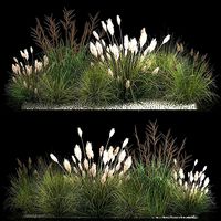 Decorative Bushes For Landscaping 1120