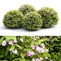 Weigela globe 01 flowering