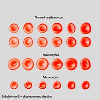 Red blood cell shape variations Low-poly 3D model