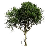 New Plant High detail Fagus Grandifolia02