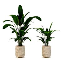 Indoor-plants-in-Concrete-Damaged-001