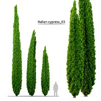 Italian cypress 03