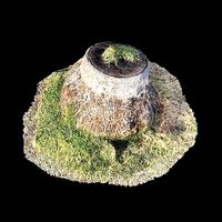 Low-Poly Scanned Tree stump 3D model