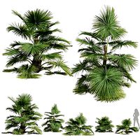 New Plant High detail Saribus Rotundifolius Small