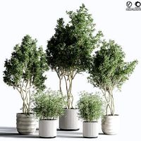 IndoorPlantSet35