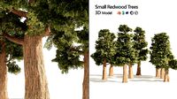 Small Redwoods trees
