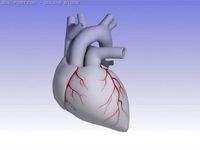 Heart 3D Model