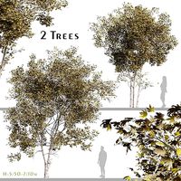 Set of Acer truncatum or Shantung maple Plant - 2 Trees