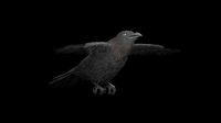 Realistic Animated Crow