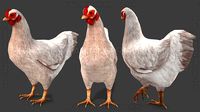 White Hen chicken Animated