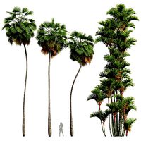 Borassus Flabellifer and Cyrtostachys Renda