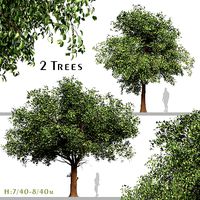 Set of Diospyros Kaki or Asian Persimmon Tree - 2 Trees