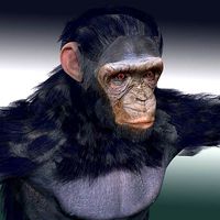 Chimpanzee Ape Rigged