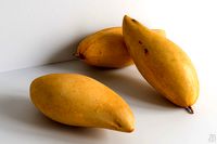Mango 009
