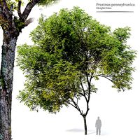 Fraxinus pennsylvanica 04