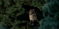 Photorealistic Long Eared Owl