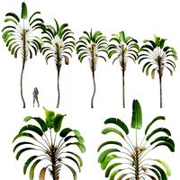 New Plant High detail Strelitzia Nicolai
