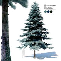 Blue spruce 03
