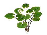 Nymphaea 3D Plants 3DS Max Vray