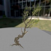 Intermediate low Poly tree model