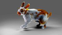 Fur Rabbit Gray V03 Rigged and Animation