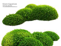 Green Ligustrum