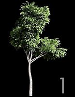 Tree 1
