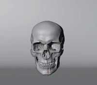 Skull