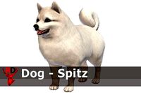 Dog - Pomeranian Spitz