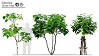 Catalpa tree