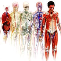 Complete human anatomy