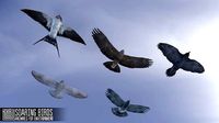 Soaring birds - animals for environment