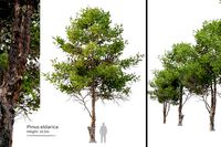 pinus eldarica