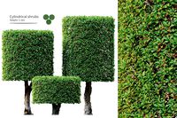 Cylindrical shape shrub